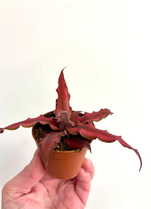 Cryptanthus