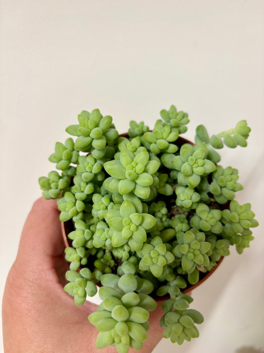 Sedum Burrito