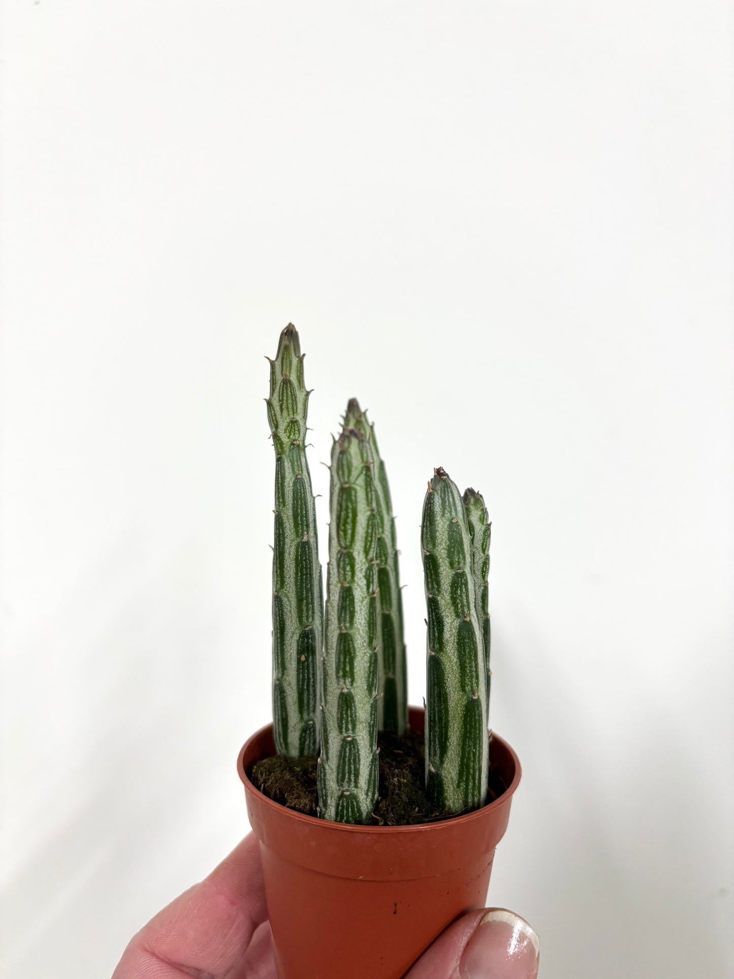 Senecio Stapeliformis