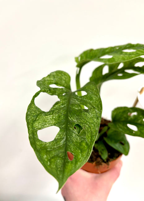 Monstera Adansonii Mint
