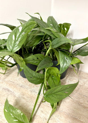 Epipremnum Cebu Blue