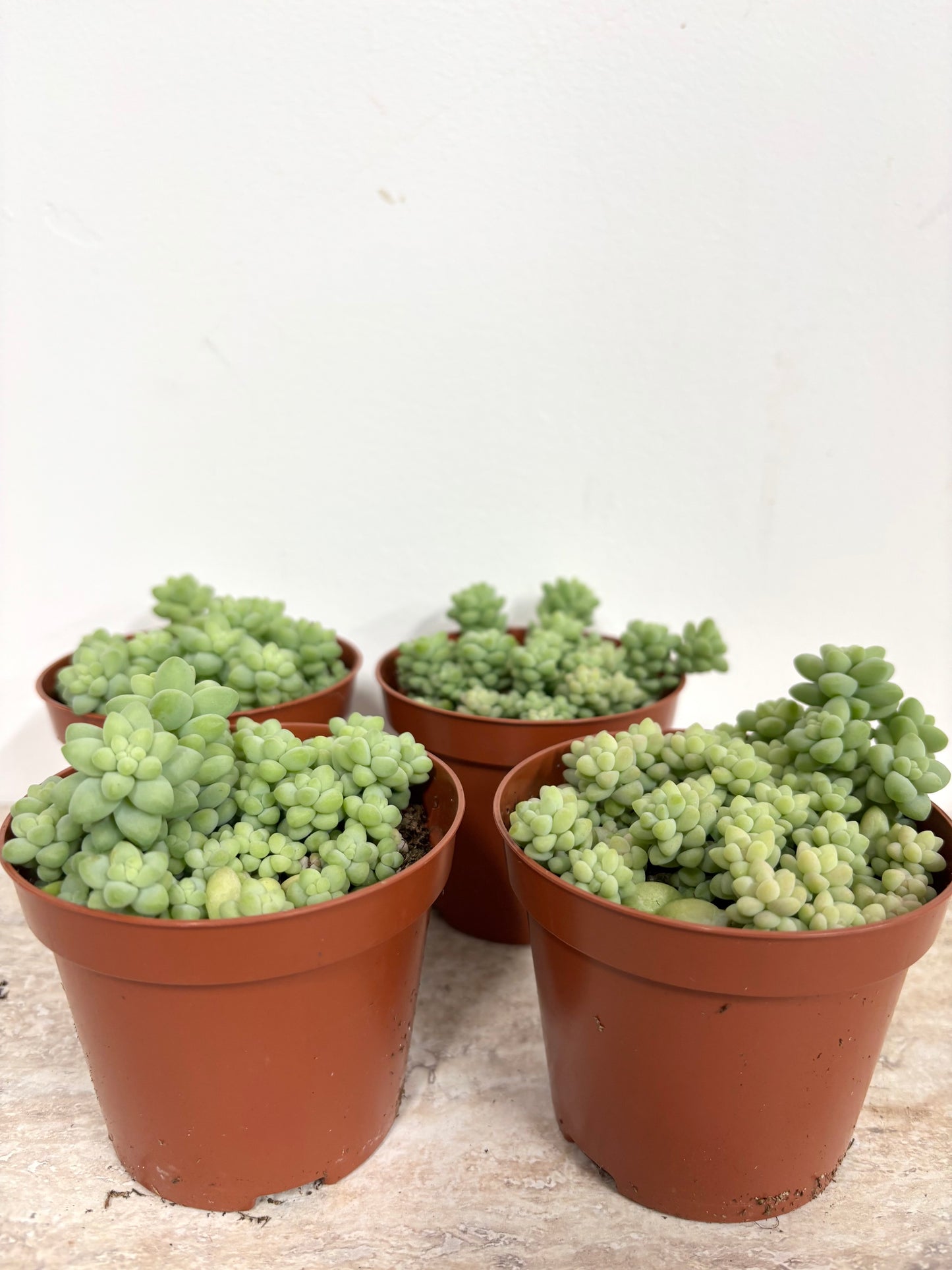 Sedum Burrito