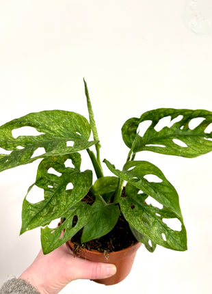 Monstera Adansonii Mint