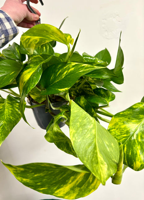 Epipremnum Aureum