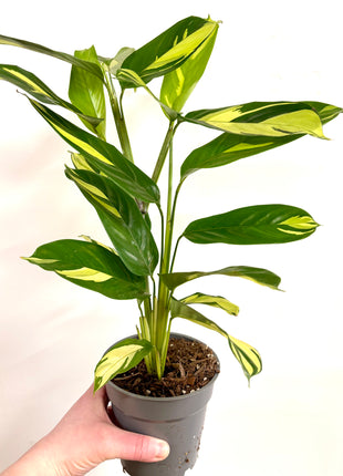 Calathea Pilosa