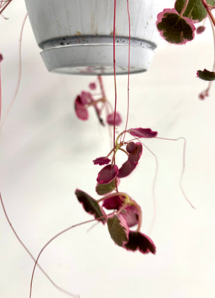 Saxifrage Stolonifera Tricolour /Strawberry Begonia