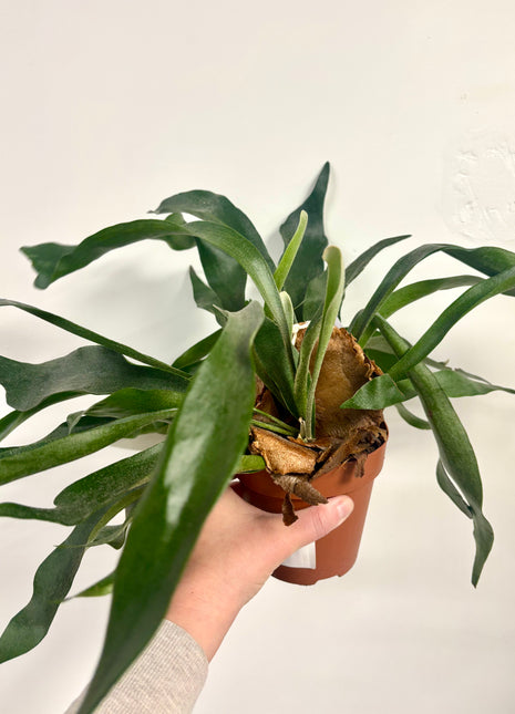 Platycerium / Staghorn Fern