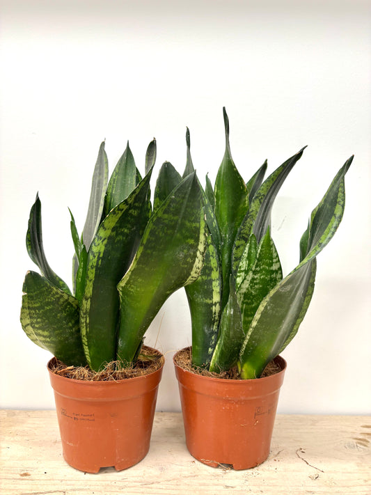 Sansevieria Whitney
