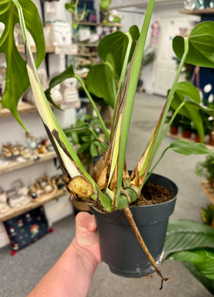 Monstera Burle Marx Flame