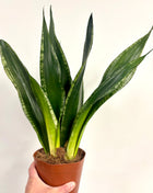 Sansevieria Whitney