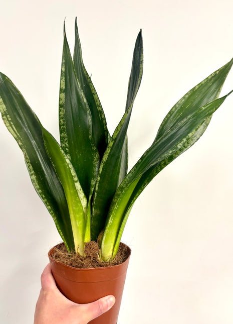 Sansevieria Whitney