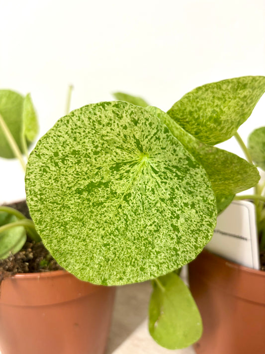 Pilea Peperomioides Mojito