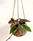 Coconut planter Hoya - Kokodama