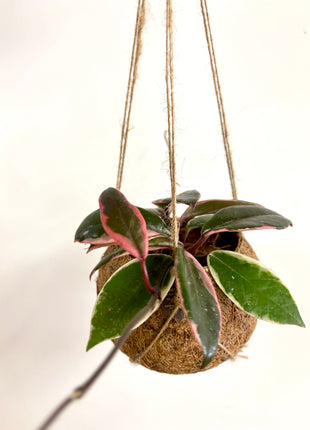 Coconut planter Hoya - Kokodama