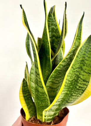 Sansevieria Futura Superba