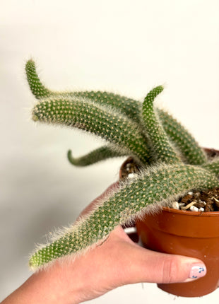 Hildewintera Colademonis/Monkey Tail Cactus