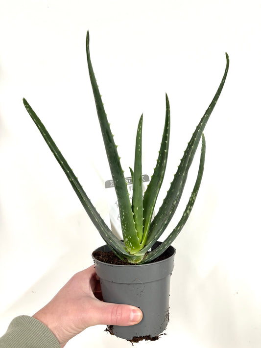 Aloe Vera