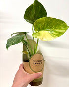 Monstera Thai Constellation