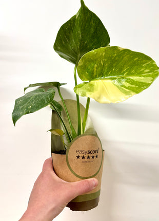Monstera Thai Constellation