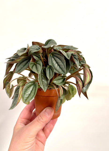 Peperomia Napoli Nights