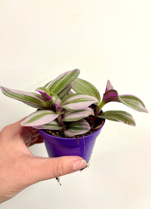 Tradescantia Nanouk