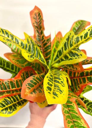 Faux Codiaeum