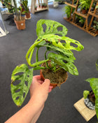 Monstera Adansonii Mint