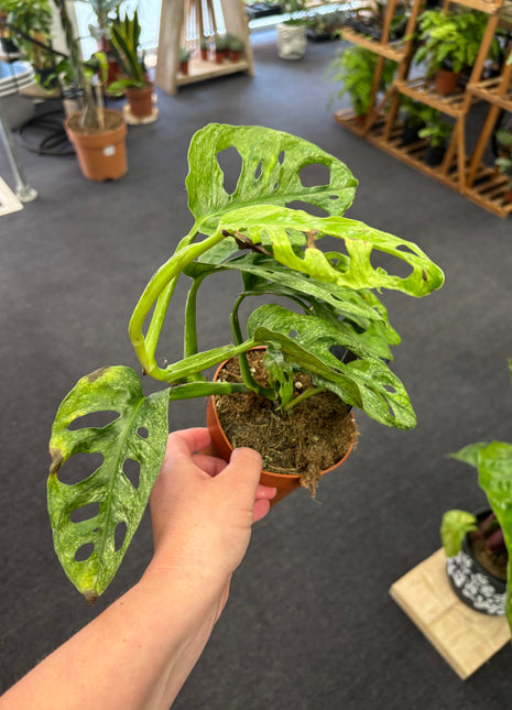 Monstera Adansonii Mint