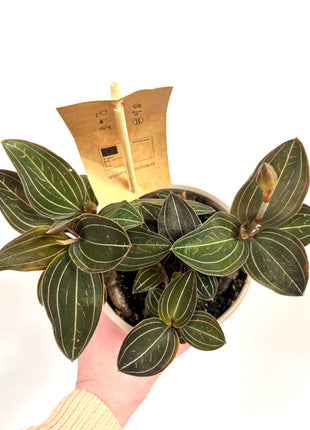Ludisia Green Velvet / Jewel Orchid