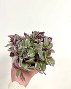 Tradescantia Sweetness