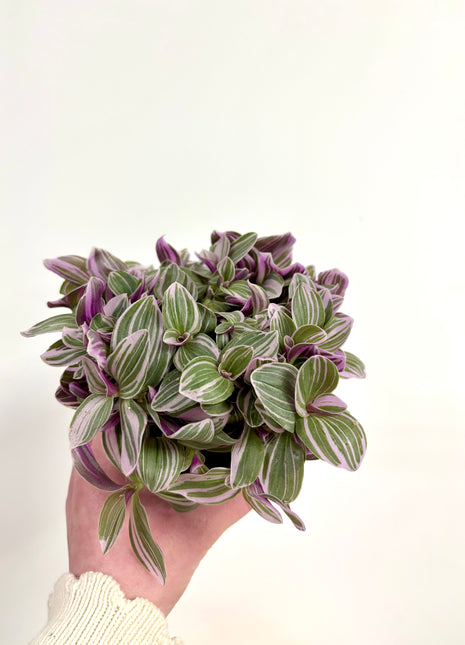 Tradescantia Sweetness