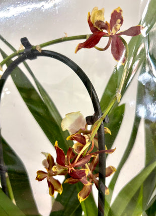 Cambria Orchid