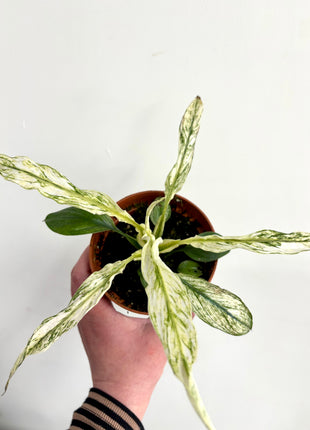 Spathiphyllum ‘sensation’ variegated