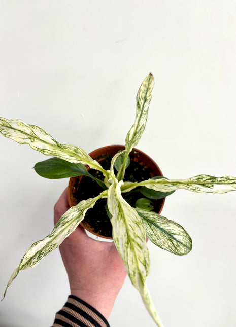 Spathiphyllum ‘sensation’ variegated