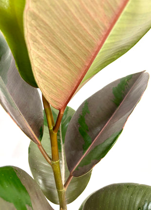 Ficus Pink Camouflage
