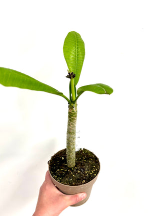 Plumeria Haw Gemengd