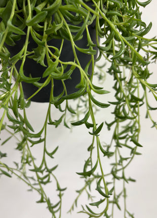 Senecio / String of Dolphins