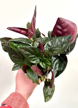 Syngonium Red Arrow