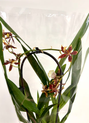Cambria Orchid
