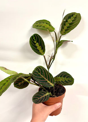 Maranta Fascinator
