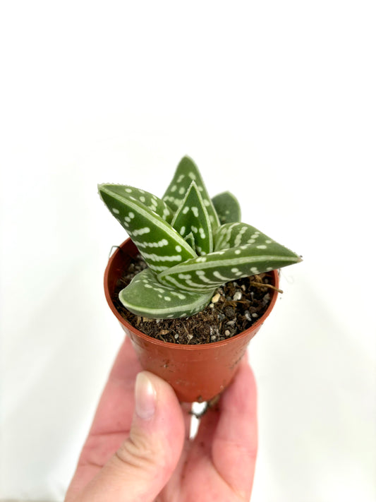 Aloe Variegata