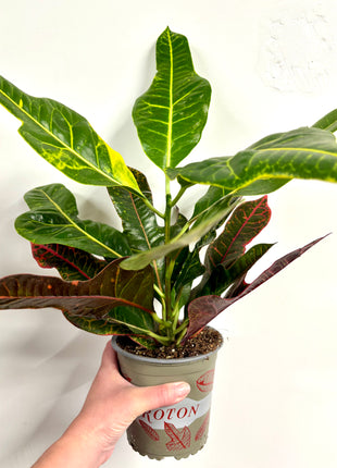 Codiaeum/Croton