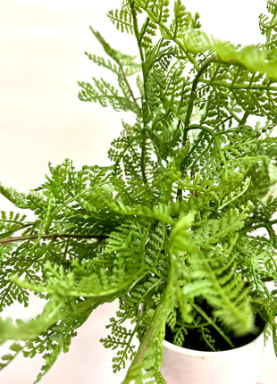 Faux lady fern