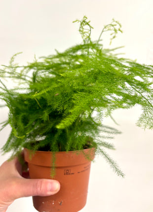 Asparagus Setaceus