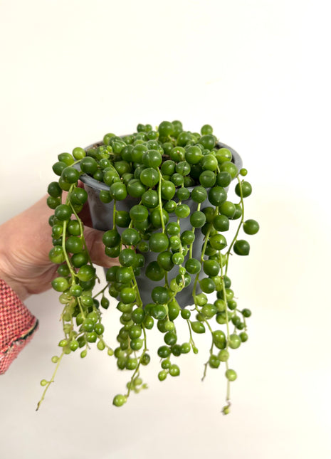 Senecio Rowleyanus / String of beads
