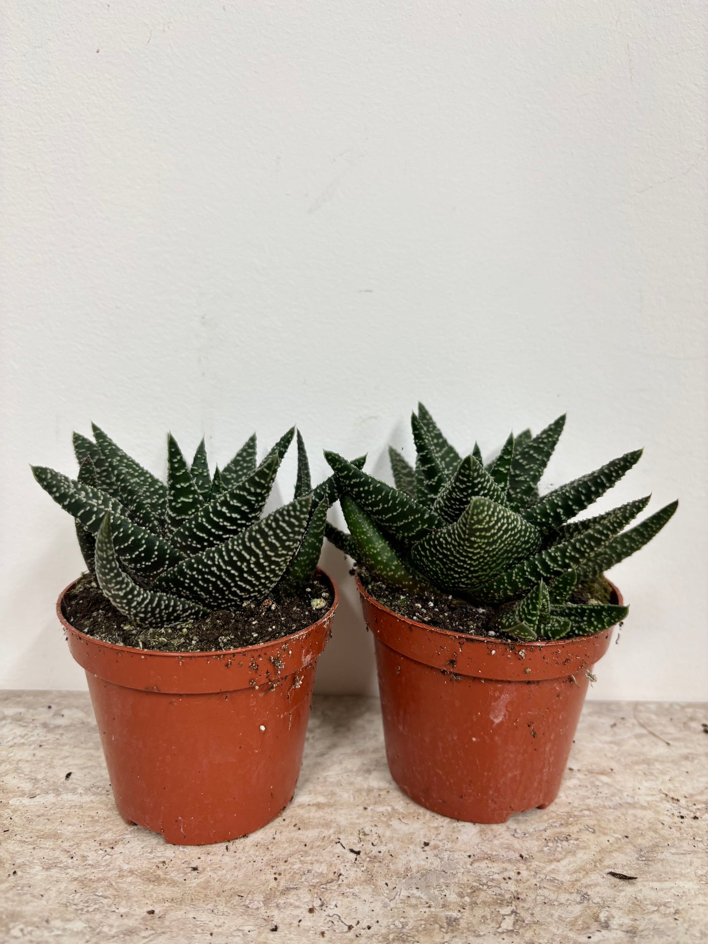 Gasterhaworthia Royal Higness