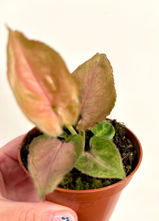 Syngonium Pink Perfection