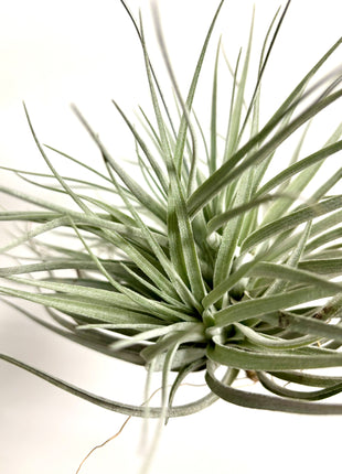 Air plant