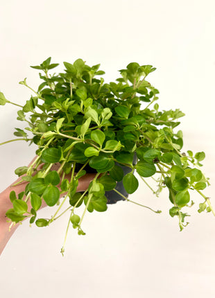 Peperomia Rotundifolia
