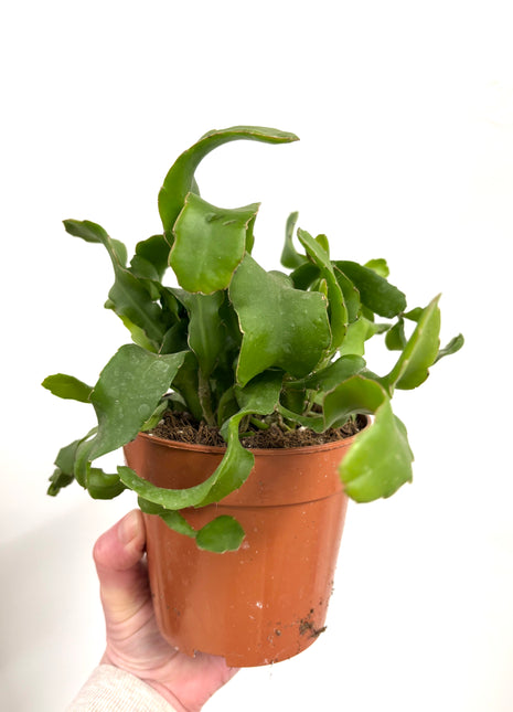 Epiphyllum Guatemalense